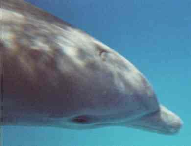 Bottlenose dolphin, Little Bahama Bank, July 2010/G.K. Wallace, ginisnaturenews.com