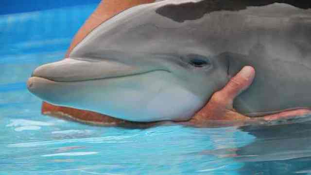 Unnamed baby at Clearwater Aquarium, undated/Tampa Bay Online, 2,tbo.com