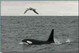 Orca and Northern fulmar, off Scotland, undated/Northern Light Charters, northernlight-uk.com