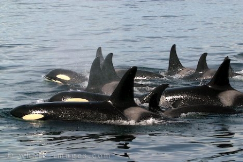 Killer whale family, Vancouver, CA, undated/whale-images.com