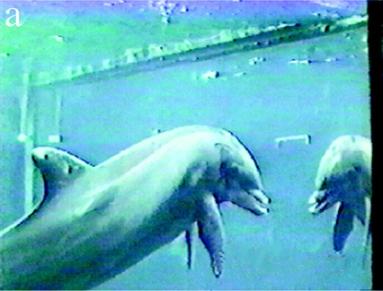Dolphin examines himself in mirror immediately after trainers apply mark to his melon (forehead)/Diana Reiss & Lori Marino, “Mirror self-recognition in the bottlenose dolphin: a case of cognitive convergence,” PNAS, May 8, 2001