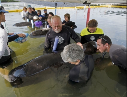 Veteriarian Micah Brodsky, right, examines one of four rescued pilot whales, Marine Mammal Conservancy, Key Largo, FL, May 18, 2011/Andy Newman, AP, Florida Keys News Bureau, miamiherald.com