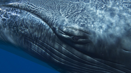 Minke Whale Composite/Bryant Austin, Santa Cruz Sentinel
