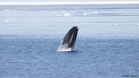 Bowhead whale off Greenland, undated/Kate Stafford, dw.de