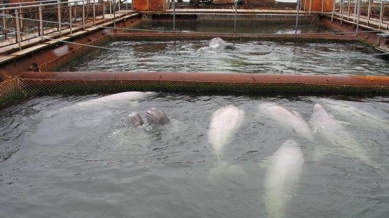 Belugas captured in Sea of Okhotsk, undated/Change.org