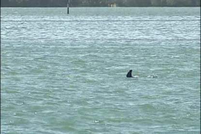 Bottlenose dolphin, Sarasota Bay, FL, undated/2 News wdtn.com