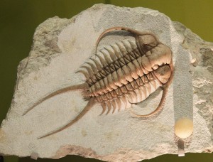 Trilobite fossil from Cambrian "Big Bang" of Life period/Tim Evanson, Flickr, Creative Commons, Voice of America