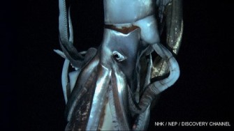 Video still of Giant Squid, 2,000 feet below surface of Pacific Ocean near Chichi-jim Island, Japan, undated/NHK, NEP, Discovery Channel, ABC News