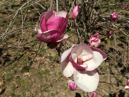 Magnolia Grove, New York Botanical Garden, Bronx, NY, March 26, 2016 / GK Wallace
