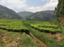 Tea plantation, road to Bwindi