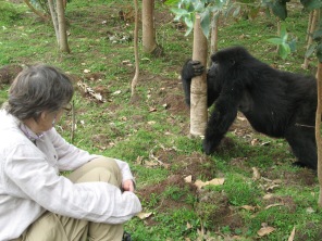 Female gorilla snacking on Eucalyptus tree pulp, Kinigi