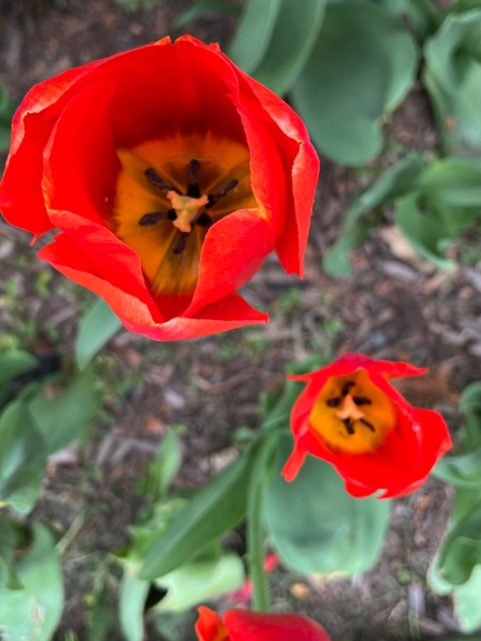 Tulipa "Bourbon Street," Triumph Tulip