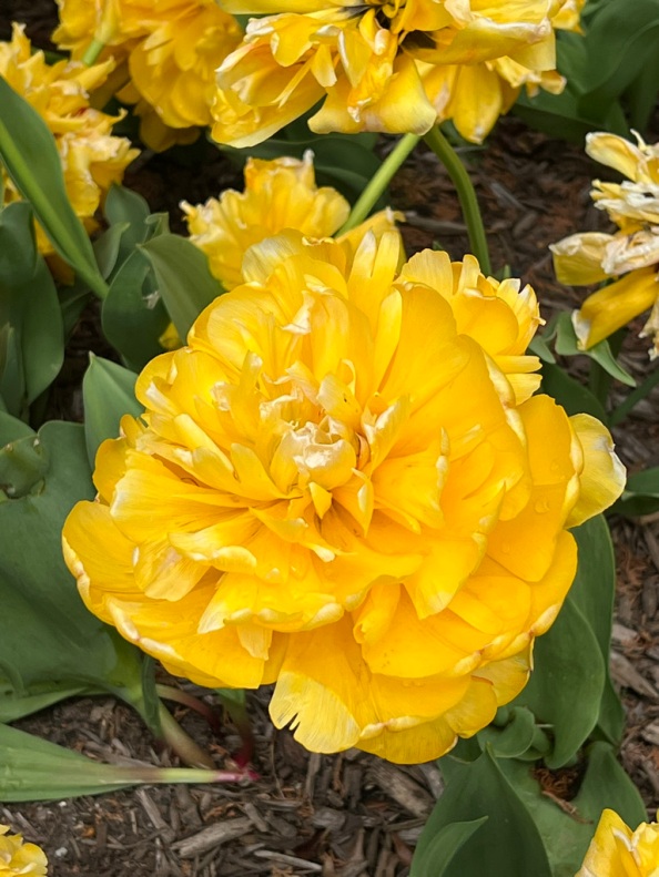 Tulipa "Yellow Pomponette," Double Late Tulip