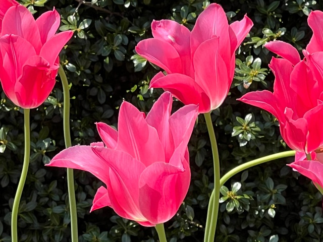 Tulipa "Ballade" 1953, Lily-Flowered Tulip