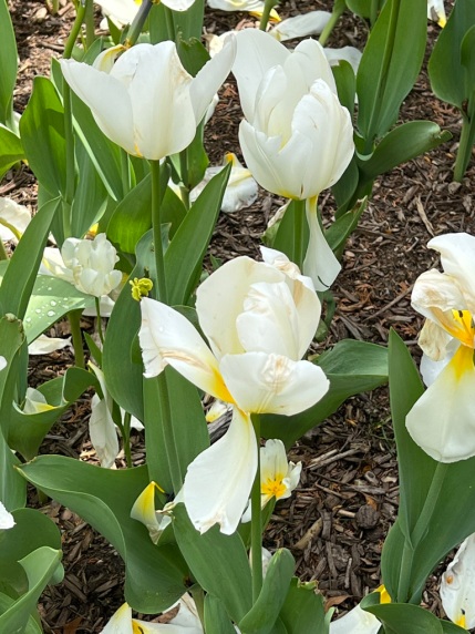 Tulipa "White Emperor," Fosteriana Tulip