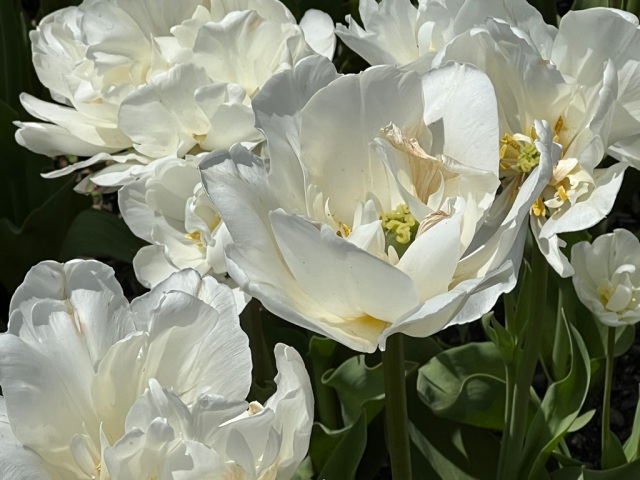 Tulipa "Mount Tacoma" 1924, Double Late Tulip