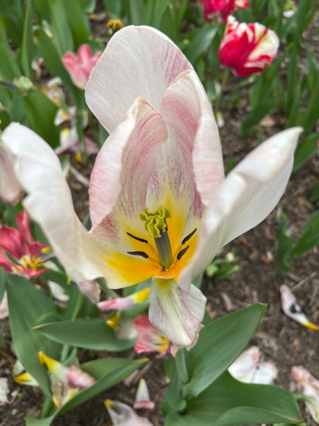 Tulipa "Purissima," Fosteriana Tulip