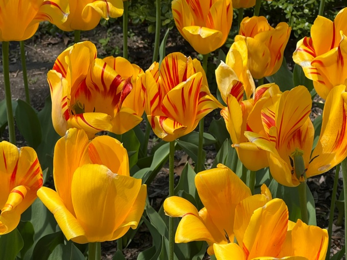Tulipa "Olympic Flame," Darwin Hybrid Tulip