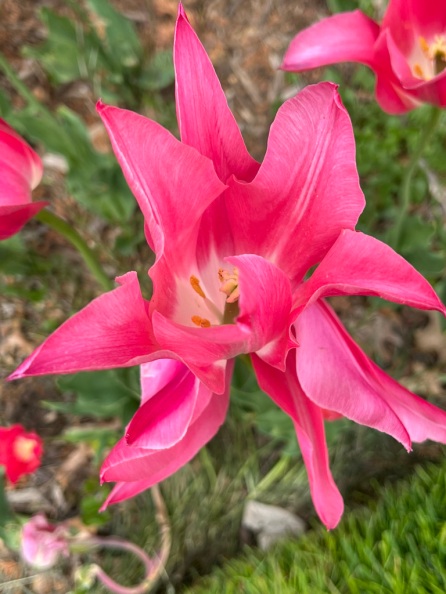 Tulipa "Mariette," Lily-Flowered Tulip
