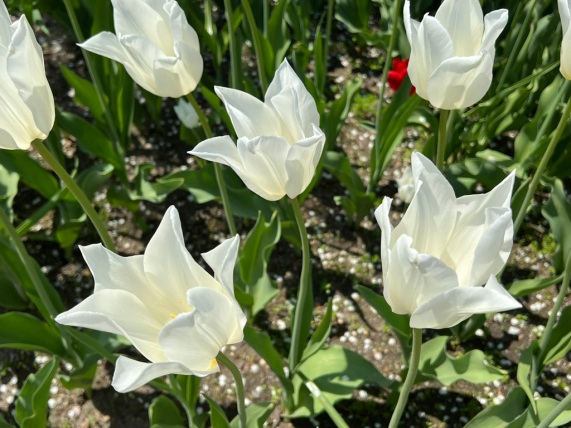 Tulipa "White Triumphator" 1942, Lily-Flowered Tulip