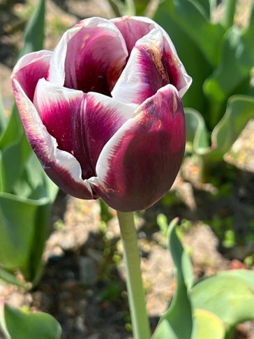 Tulipa "Tiramisu," Triumph Tulip