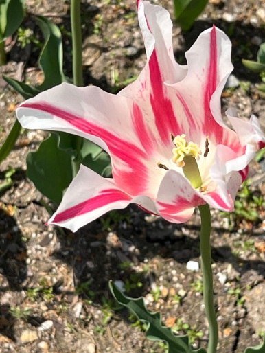 Tulipa "Marilyn" 1976, Lily-Flowered Tulip