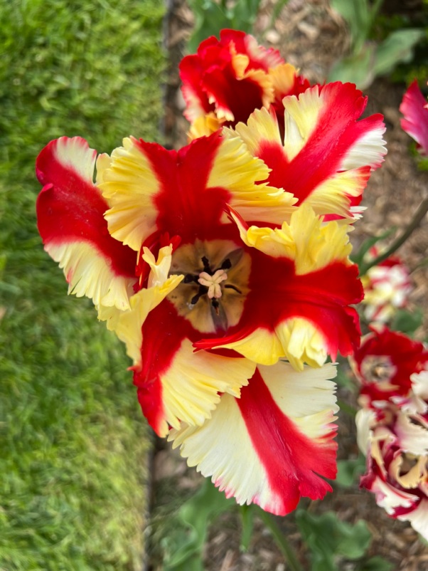 Tulipa "Flaming Parrot," Parrot Tulip