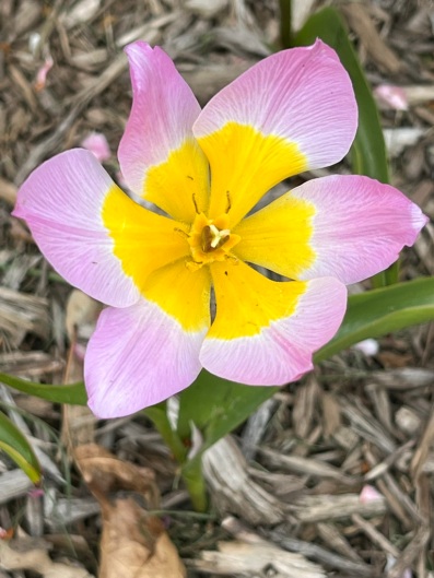 Tulipa saxatilis (Bakeri Group), "Lilac Wonder"