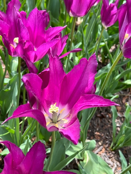Tulipa "Purple Dream," Lily-Flowered Tulip