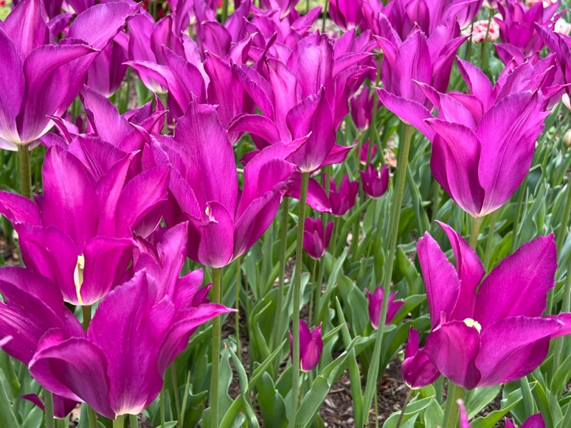 Tulipa "Purple Dream," Lily-Flowered Tulip